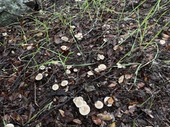 Marasmius albogriseus
