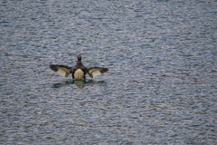 Tachyeres patachonicus