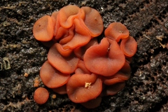 Ditangium