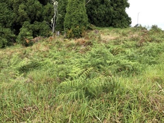 Pteridium aquilinum decompositum