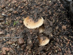 Leucoinocybe lenta