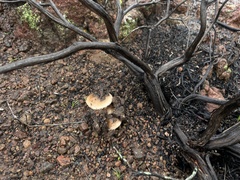 Leucoinocybe lenta
