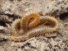 Geophilidae