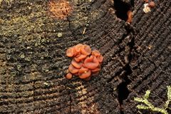 Ditangium