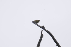 Spinus barbatus