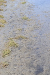 Potamopyrgus estuarinus