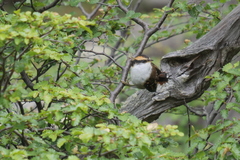 Aphrastura spinicauda