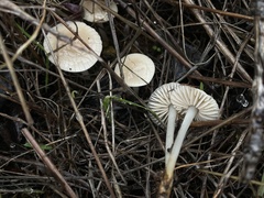 Marasmius albogriseus