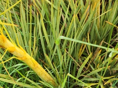 Aciphylla