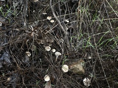 Marasmius albogriseus