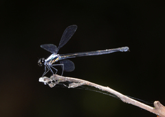 Austroargiolestes elke