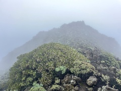 Arctostaphylos insularis