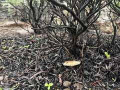 Leucoinocybe lenta