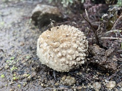Saproamanita