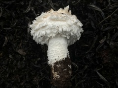 Saproamanita