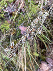 Toxicoscordion venenosum