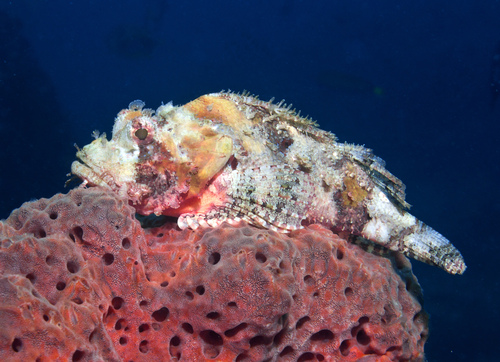 Eschmeyer's Scorpionfish