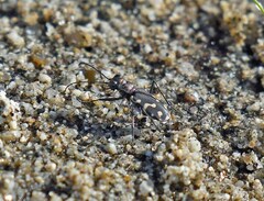 Cicindela carthagena