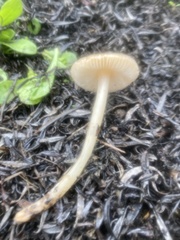 Leucoinocybe lenta