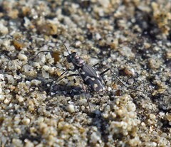 Cicindela carthagena