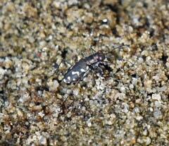 Cicindela carthagena