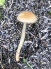 Leucoinocybe lenta
