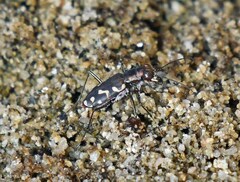 Cicindela carthagena