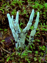 Xylaria hypoxylon
