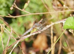 Erythrodiplax basifusca