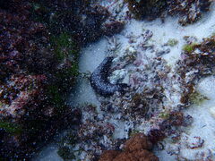 Holothuria leucospilota