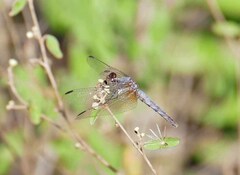 Erythrodiplax basifusca