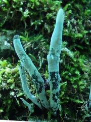 Xylaria hypoxylon