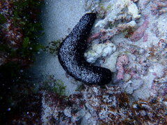 Holothuria leucospilota