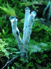 Xylaria hypoxylon