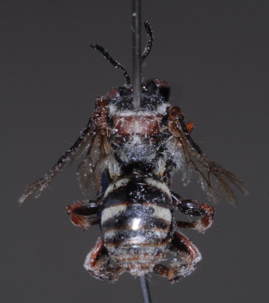 Leiopodus abnormis