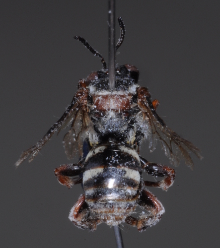 Leiopodus abnormis