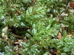Mnium spinosum