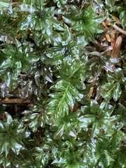 Mnium spinosum