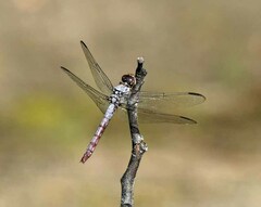 Orthemis ferruginea