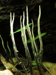 Xylaria filiformis