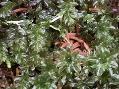 Mnium spinosum