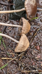 Psathyrella
