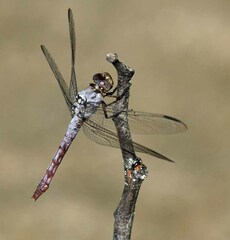 Orthemis ferruginea