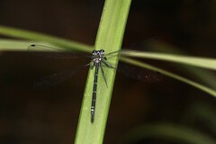 Austroargiolestes icteromelas