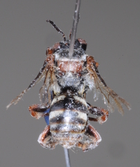 Leiopodus abnormis
