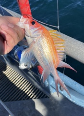 Holocentrus adscensionis