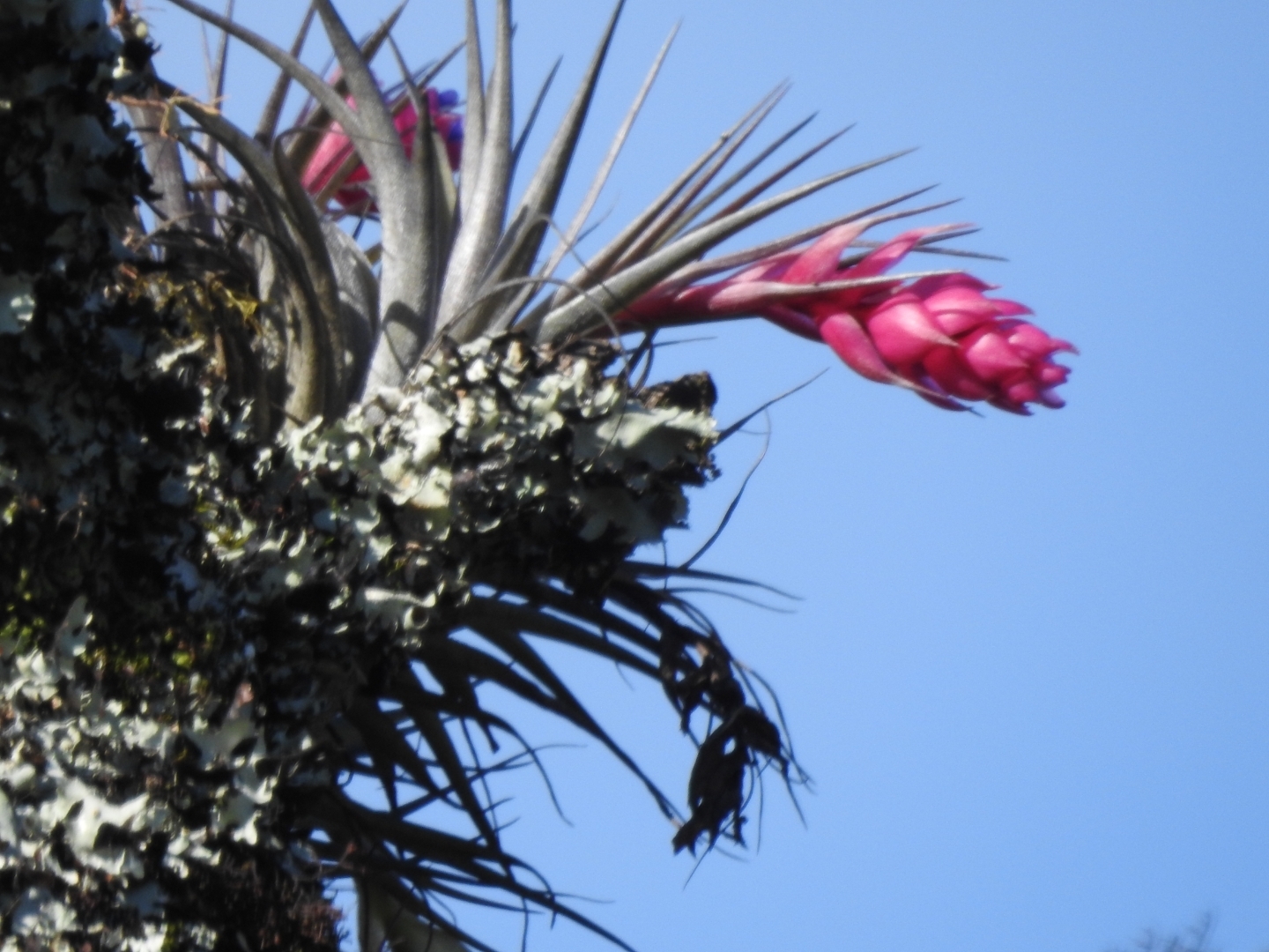 Tillandsia stricta