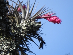 Tillandsia stricta