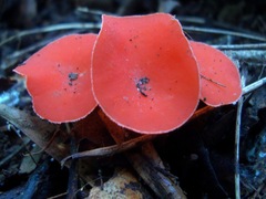 Sarcoscypha occidentalis