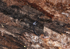 Austroargiolestes elke